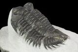 Bargain, Coltraneia Trilobite Fossil - Huge Faceted Eyes #125131-1